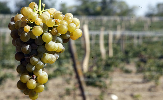 Структуры Абрамовича вложатся в производство вина под Анапой