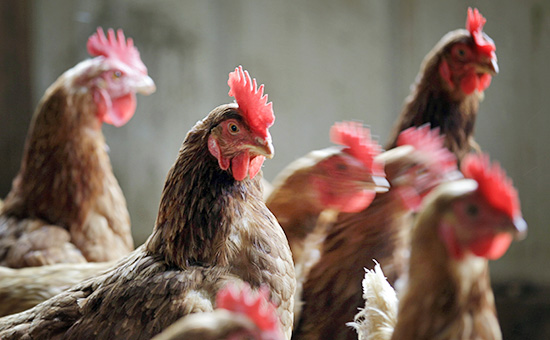 Россельхознадзор запретил ввоз яиц и живой птицы из США