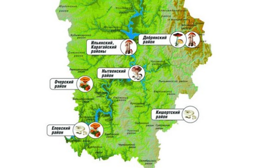Для жителей региона создана карта грибных мест